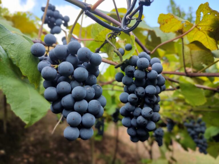 tipos de uvas mais cultivadas na serra gaúcha