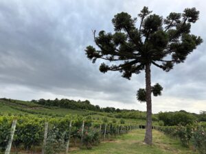 Leia mais sobre o artigo A Evolução do Vale dos Vinhedos: História, Clima e Importância para o Vinho Brasileiro de Excelência