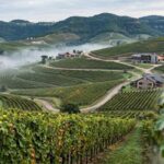 Descubra o que é um vinho de terroir frio e por que a Serra Gaúcha se destaca na produção de rótulos elegantes. Entenda como o clima temperado e a altitude elevam a qualidade de espumantes e tintos brasileiros, garantindo frescor e sofisticação inigualáveis.