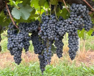 Vindima na Serra Gaúcha